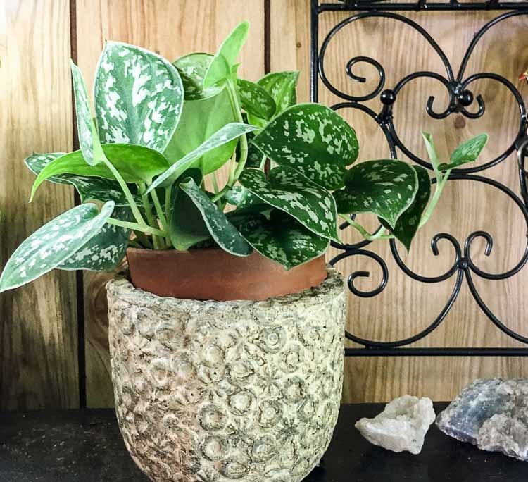 Cây Trầu Bà 9 Trầu Bà Bạc