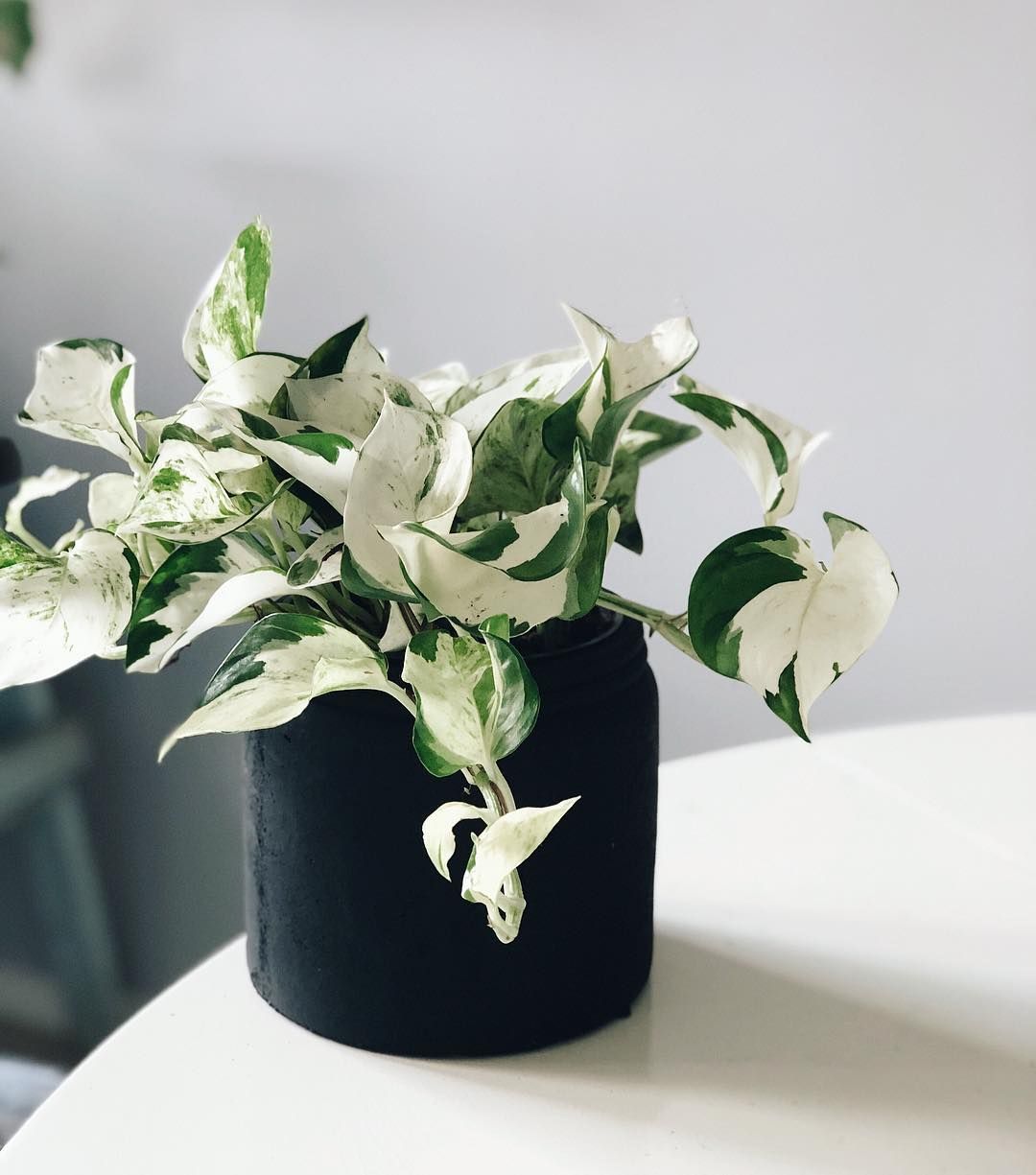 Cây Trầu Bà 7 Trầu Bà Sữa