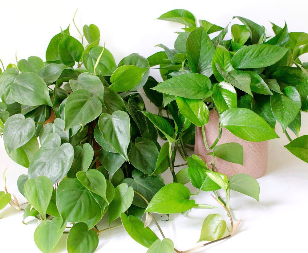 Cây Trầu Bà 10 Trầu Bà Xanh