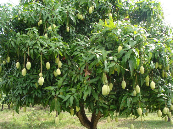Cây Xoài 1 cây xoài