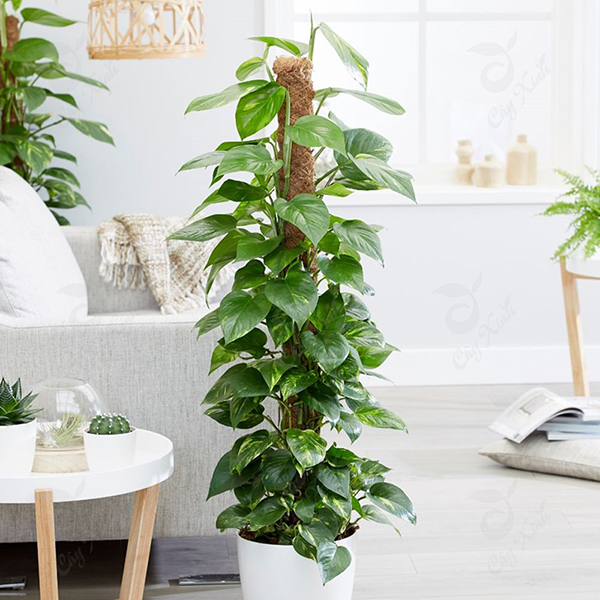 Cây Trầu Bà 1 Thân cây Trầu Bà