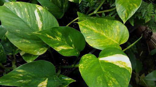 Cây Trầu Bà 2 Lá Trầu Bà