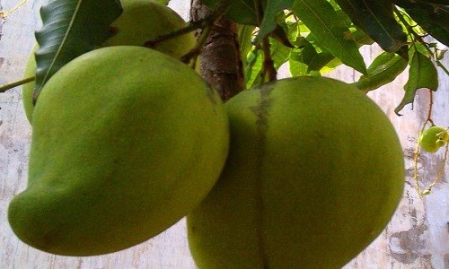 Cây Xoài 9 Xoài tứ quý