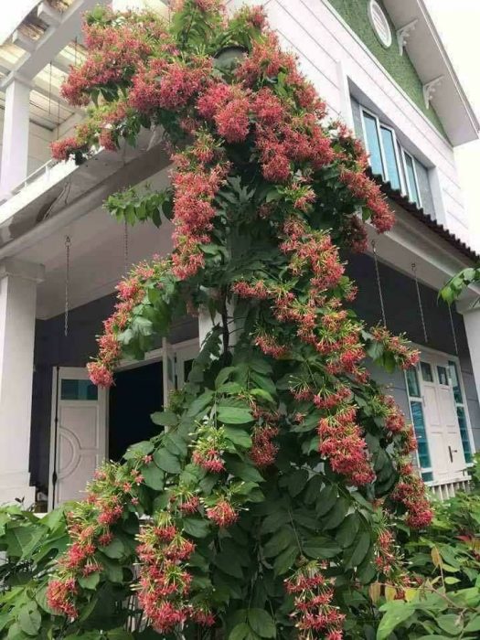 Sử quân tử 5 Cây Sử quân tử