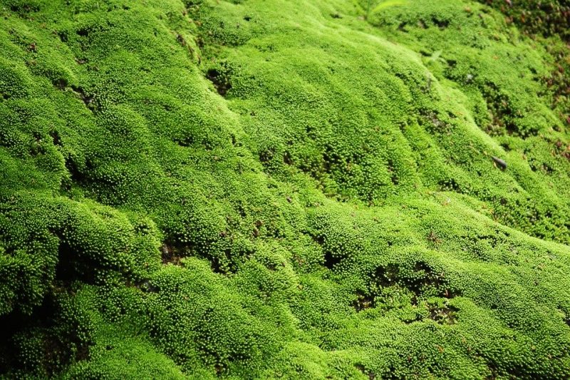 Rêu tường 5 rêu tường
