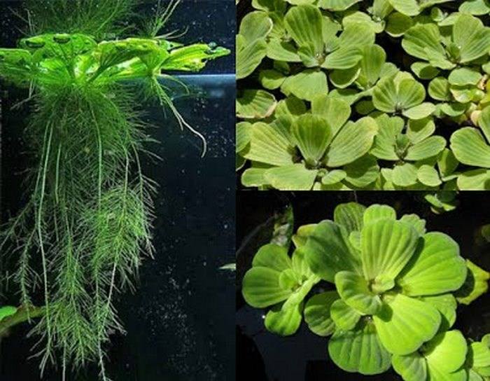 Bèo Tây 5 rễ bèo tây