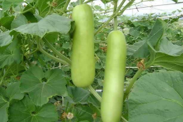 Bầu 4 cây bầu