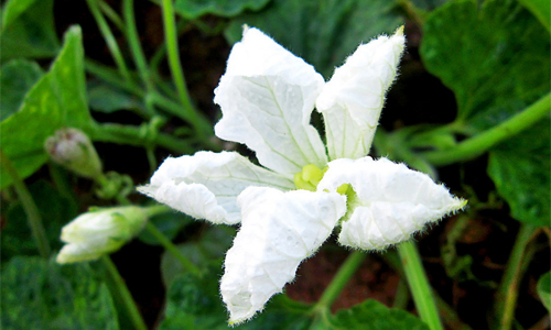 Bầu 5 hoa bầu