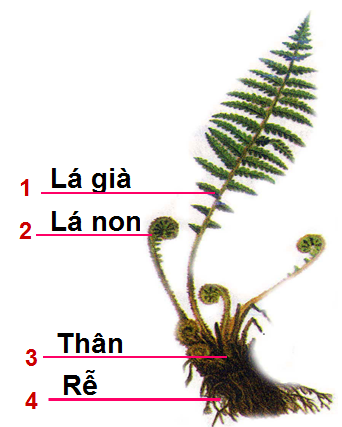 Cây dương xỉ 1