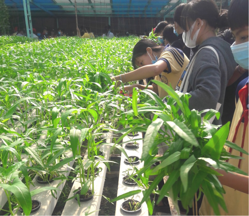 Trải nghiệm trồng rau thủy canh của học sinh trường THCS Tân Kiên tại CVVH Đầm Sen 4