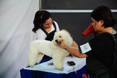 Cạnh sân khấu chính là các gian chăm sóc chó cưng. Có đến 40 gian hàng uy tín về thức ăn, spa, thú y,… trong lễ hội (ảnh: HOÀI NHÂN) lễ hội cún cưng Đầm Sen