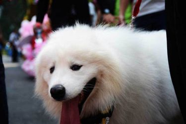 Nơi đây, có thể bắt gặp những “người bạn khổng lồ” như Samoyed, “chân dài” như Doberman, vạm vỡ như Pitbull, lùn tịt như Corgi, cho đến “hàng” hiếm như Alabai. Nhiều chú chó có giá lên đến vài chục triệu đồng (ảnh: HOÀI NHÂN) lễ hội cún cưng Đầm Sen
