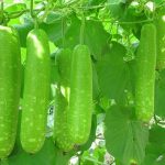 Bầu